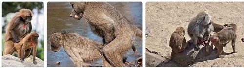 baboons mating