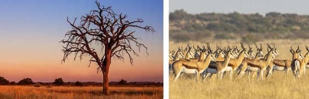 central-kalahari-game-reserve