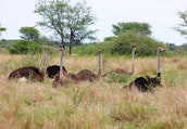 tanzania-6-days-camping-and-tented-lodge